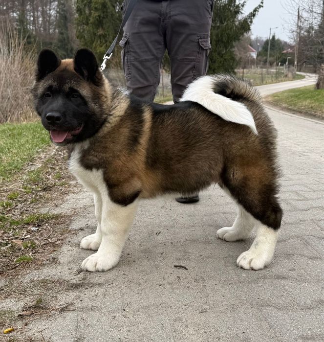 Catel Akita American cu Pedigree
