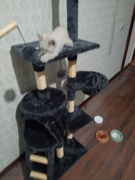 Котенок с домиком
