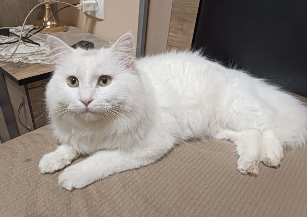 11 oylik britanski oppoq mushukdan xomilador