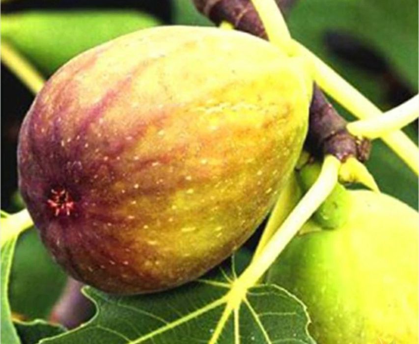 Smochin (Disponibile Toate Soiurile )