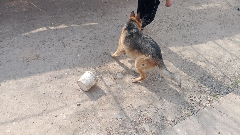 Овчарка Немецкая