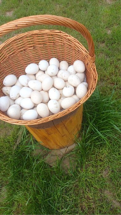 Oua de curca pentru incubat