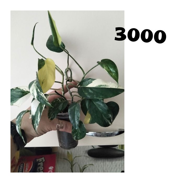 Цветы комнатные не дорого