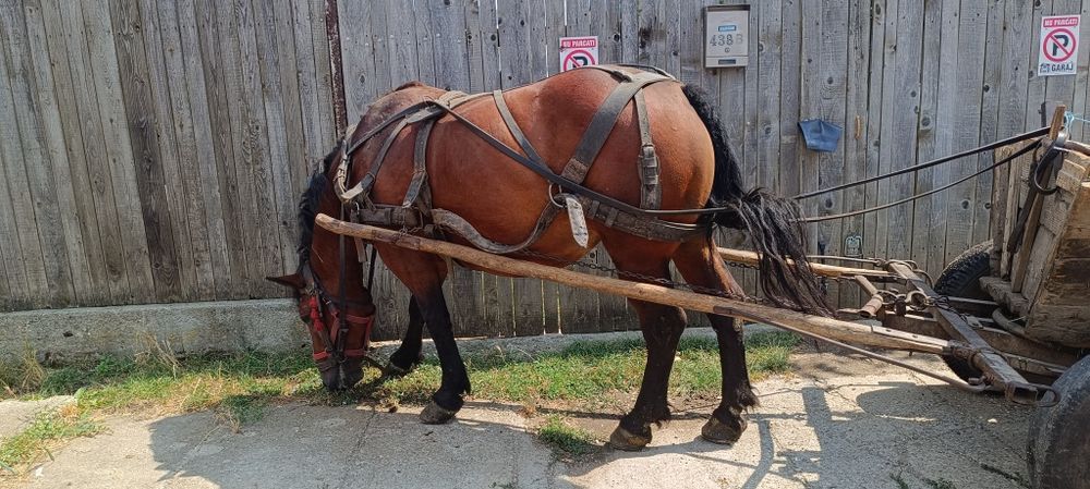 2 iepe cuminți . Bune la tras , la căruță