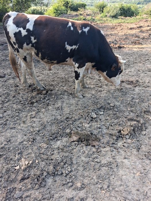 Vand vaca si taur