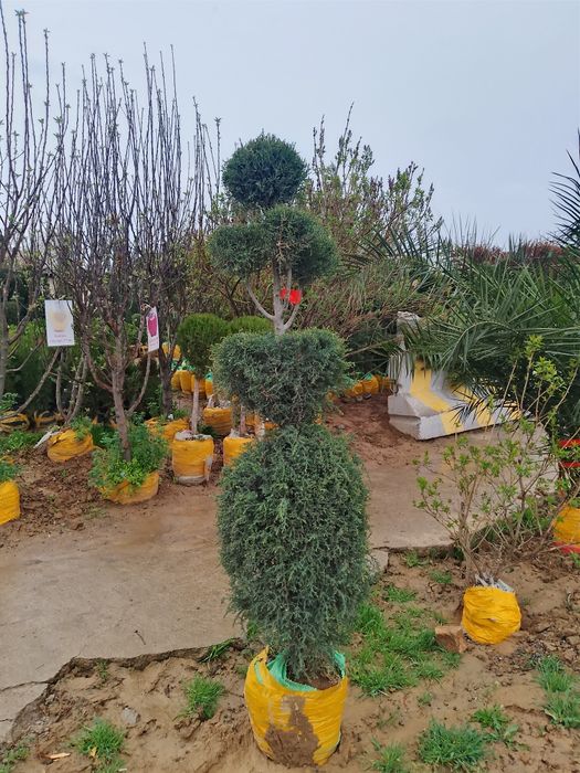 Galboyil kpariski archalar bor xar xildagi archalar ham bor