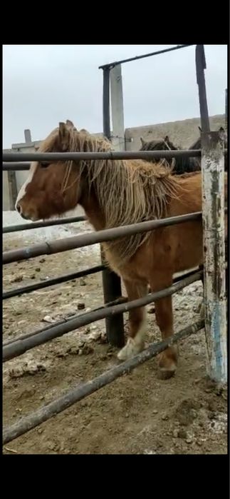 Продам жеребец