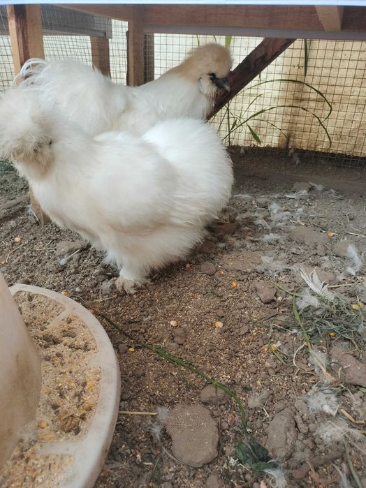 Mătase japoneza - diverse