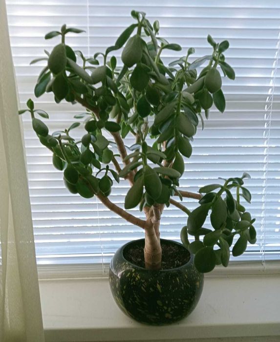 Домашние цветы Зачаганск