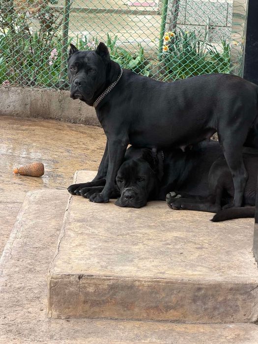 Кученца Кане Корсо