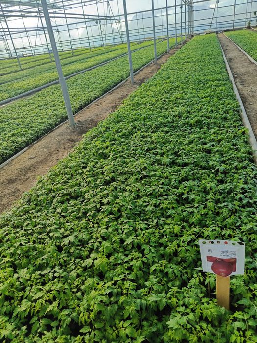 Pink paradays pamidor kochat