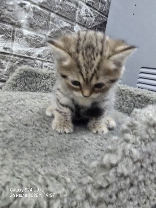 Котята серебристая и золотая шиншила