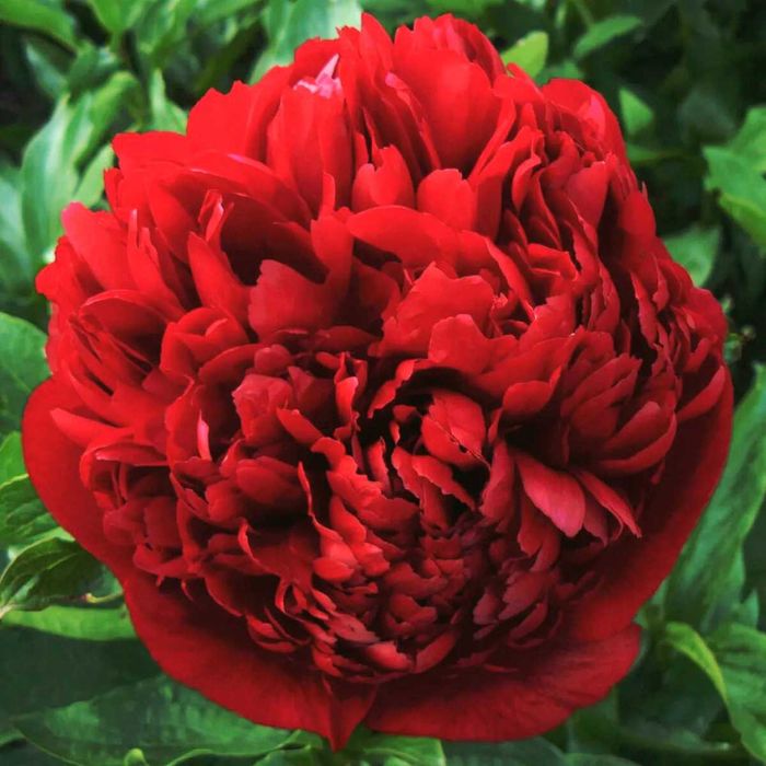 Сортовые  Пионы.