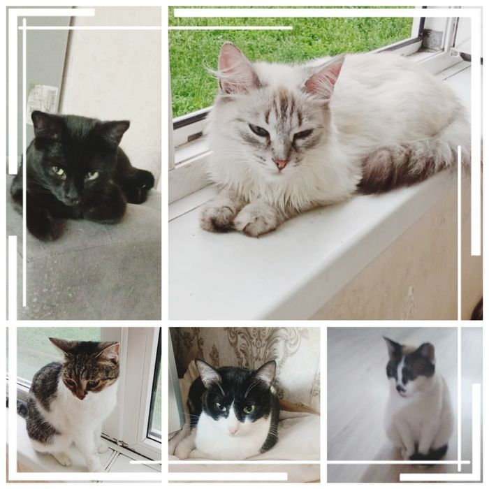 Котята, кошки и коты отдаются в добрые руки