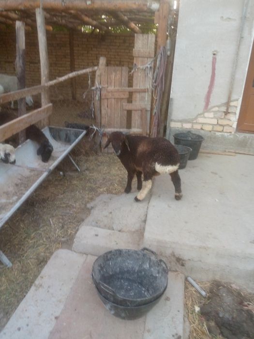Semiz Shir boz q6chqorbarra