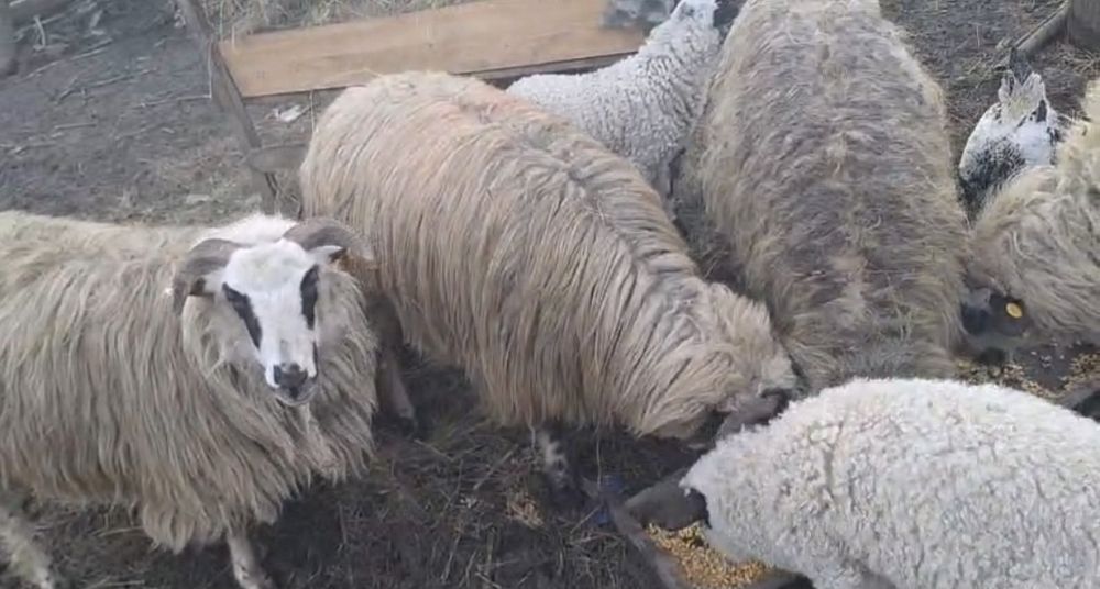 4 oi si 4 mieluțe  la prima fătare  11 milioane bucata bani  vechi