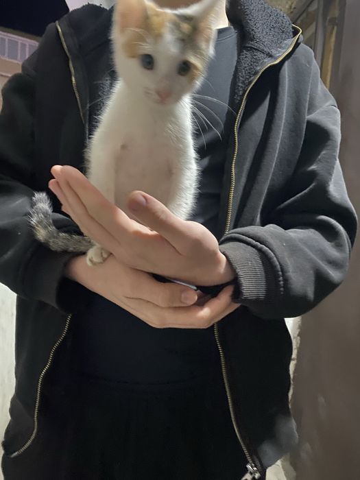 Котята в добрые рук