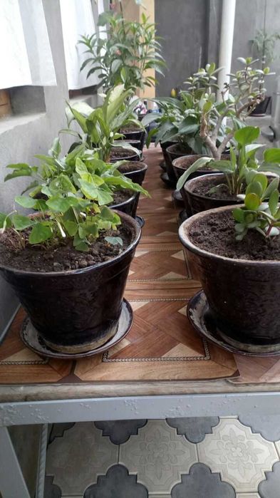 Xonaki gullar sotiladi