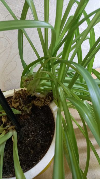 Хлорофитум продам цветок