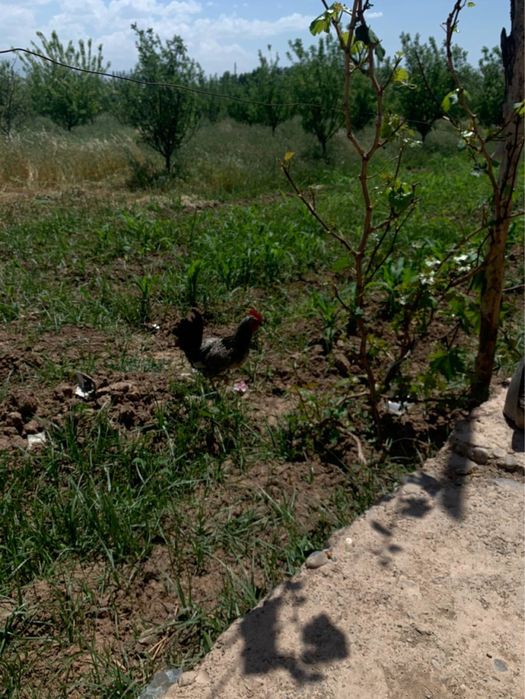 18gektar bog doimiy foydalanish uchun