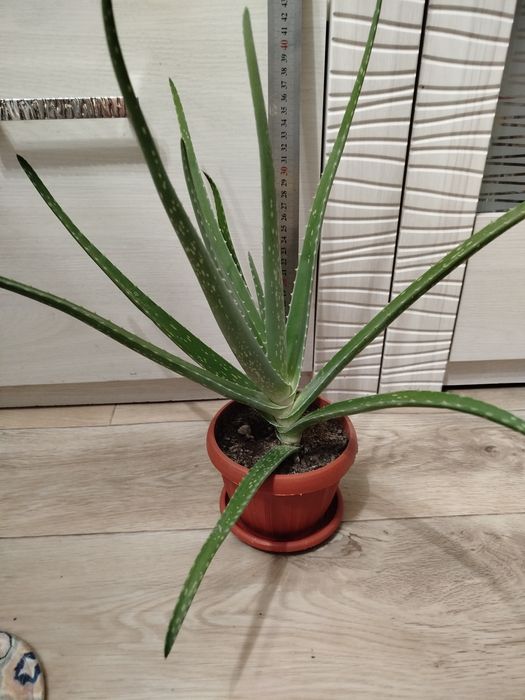 Продам Алоэ Вера