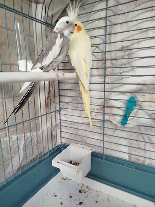 Продам папугаев карелла парой