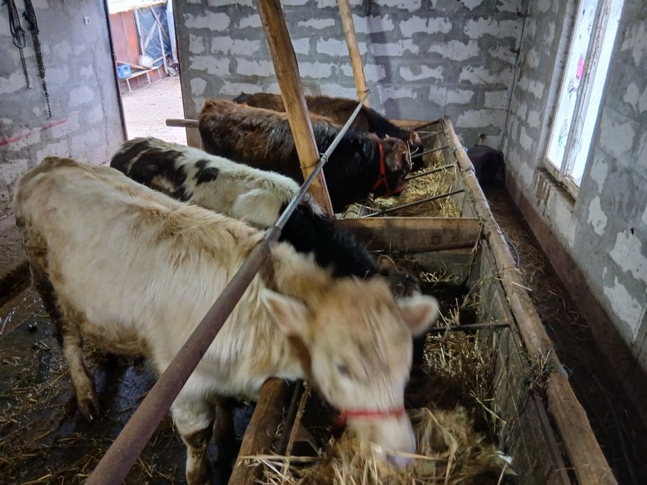 Vând sau schimb cu oi 4 tauras 2 de rasa si 2 autoctoni.