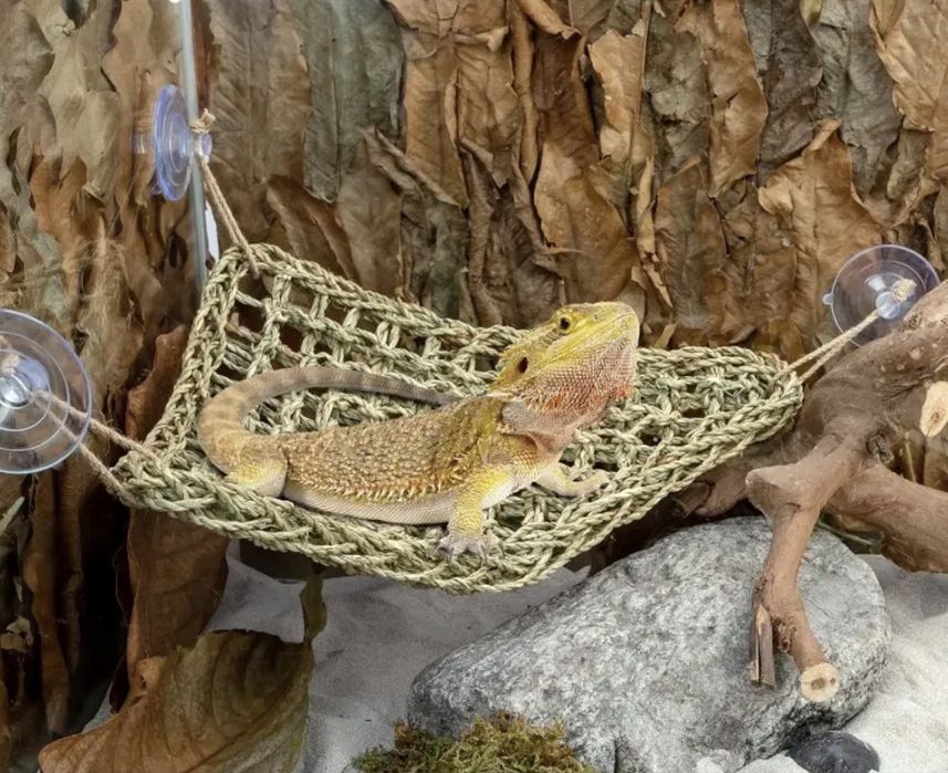 Accesorii terariu NOI