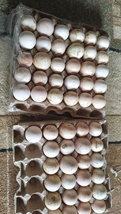 яйцо индеек бронзо 708 франсуз