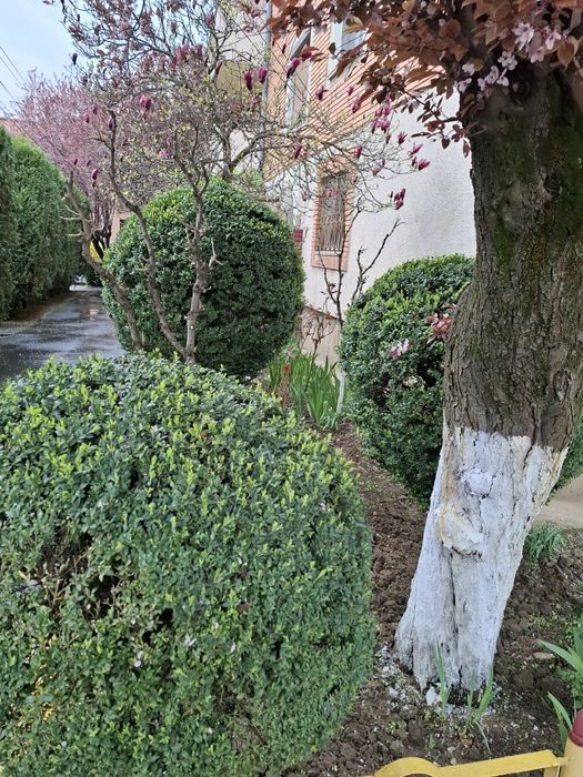 Tuns iarba / cosit grădini și curți – rapid și convenabil