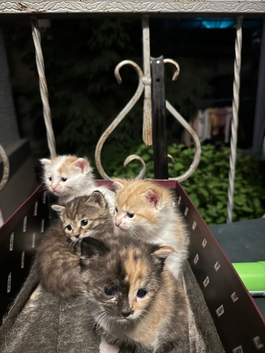Отдам котят в добрые руки