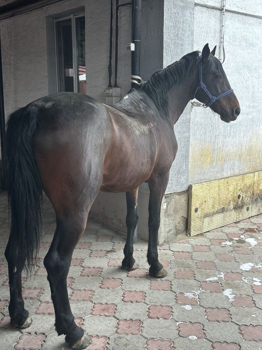 Айгыр жеребчик лошадь жеребец