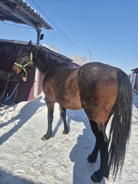 Продам лошадей Объезженные.