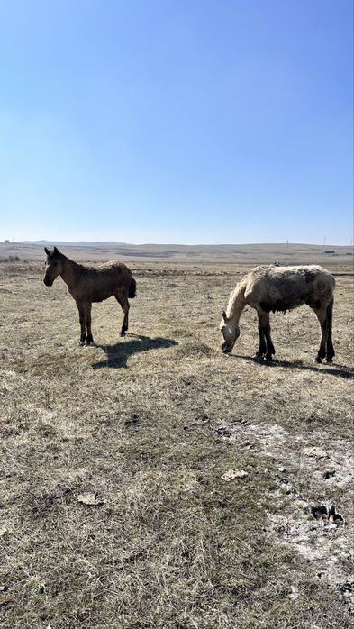 Тайлар сатылады.