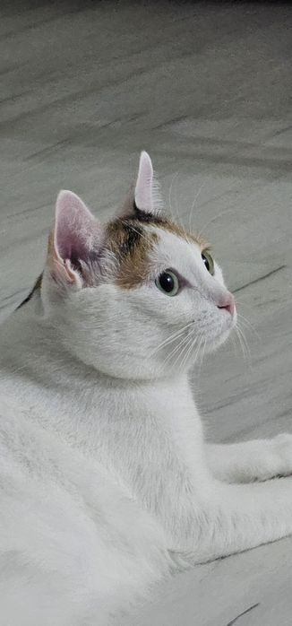 Отдадим в добрые руки. Добрый, чистый