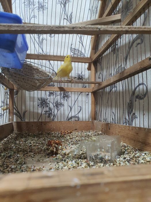 Канарейка сотилади