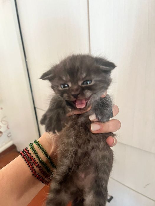 Отдам котят британцев