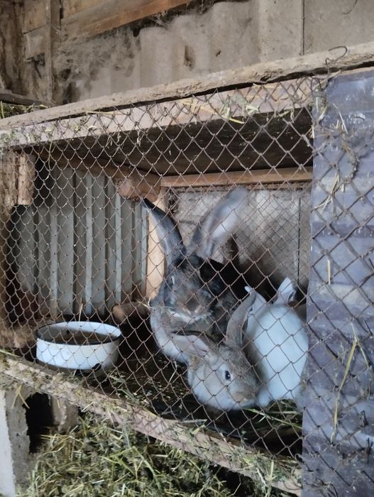 Крольчата, кролики