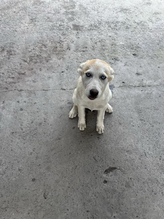 Продам щенков лабрадор хаски