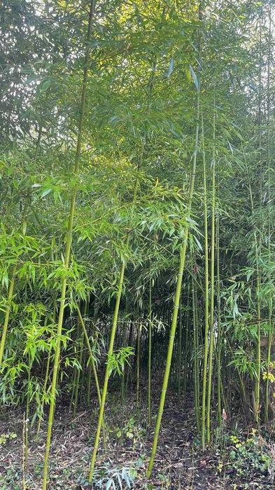 Araci/pari de bambus