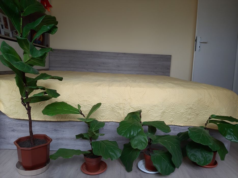 Фикус Лирата-4бр.