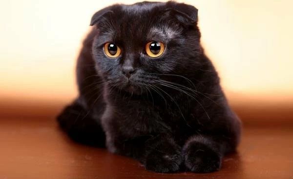 Отдам даром в подарок