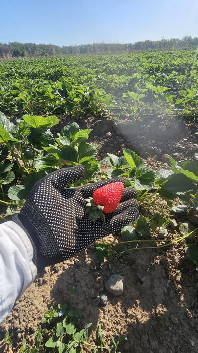 Рассада клубникы Альбион, Сандра, Мурано