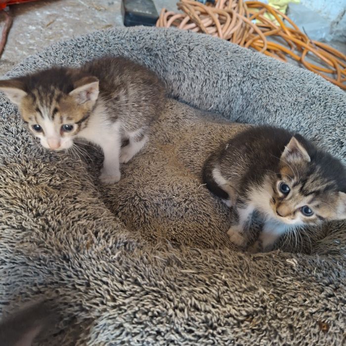 Donez pisicuțe spre adoptie