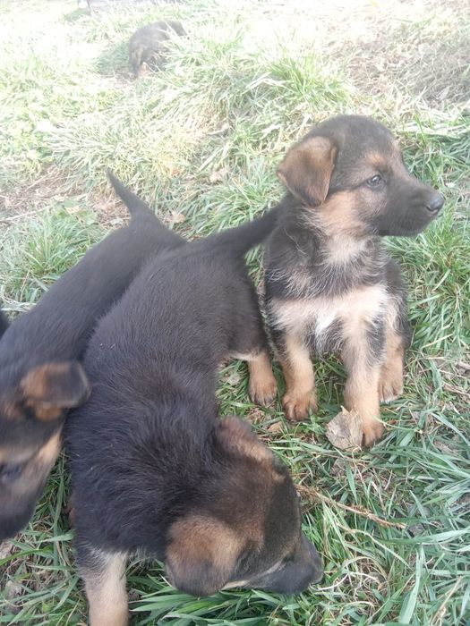Щенки немецкой овчарки