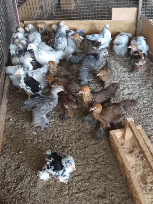 Brahma si cochinchina pui disponibili