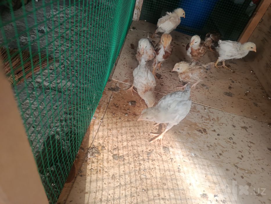Bir oyli jaydari jojala sotiladi
