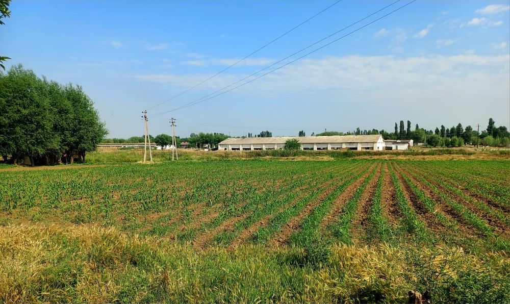 Uchastka sotiladi Buka tuman Bo’ston xojaligi