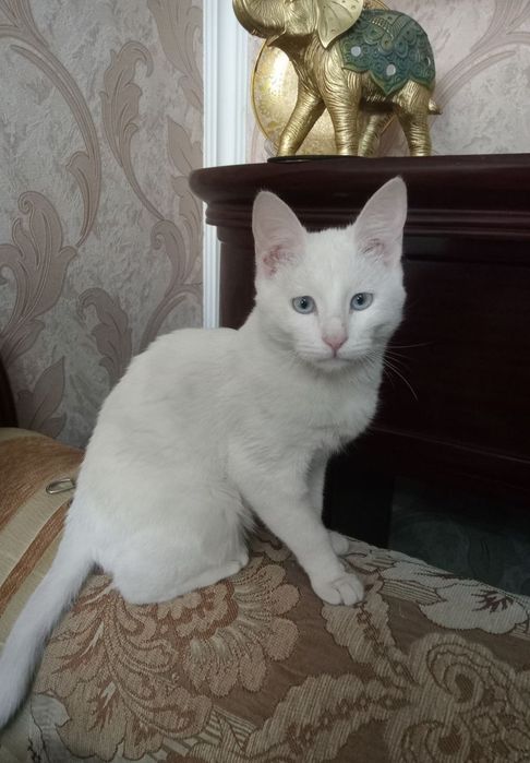 Продаётся белая  кошка