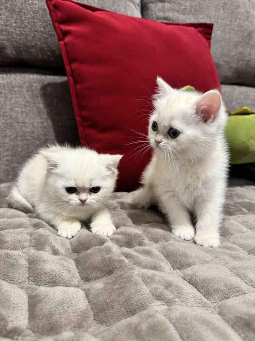 Serebristiy shinshila